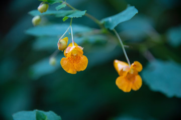 Orange Flower