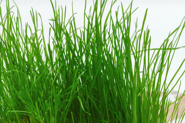 Fototapeta premium green grass