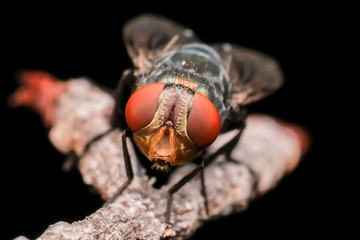 Closed up macro ; Extremely sharp and detailed of fly heads. Focus on red eye. House fly on tree branch isolated on black background. Education and natural concept.