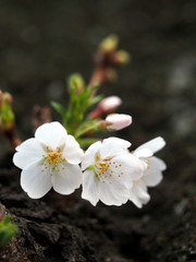 Fototapeta na wymiar 春の東京の石神井川沿いで咲く桜の花の夕景