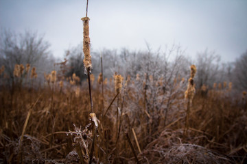 Cattail