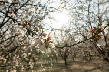 close up view of almond blossoms