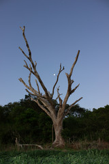 arvore 3