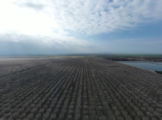 Aerial view of Almond Orchards in Arvin California