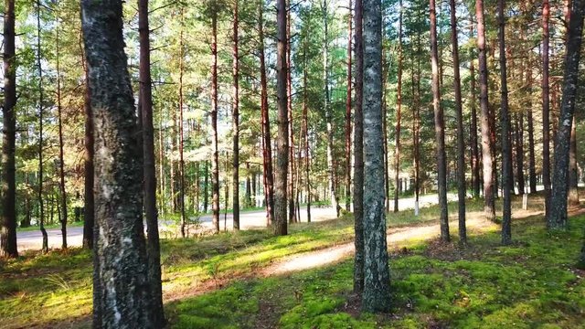 Morning in a pine forest on the shore of Lake Streshno