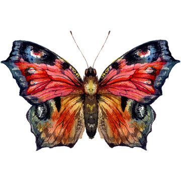 Watercolor Illustration of Peacock Butterfly