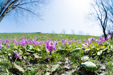 Obraz premium カタクリの花が満開の春の野原