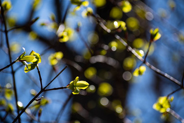 芽吹き始めた緑の葉