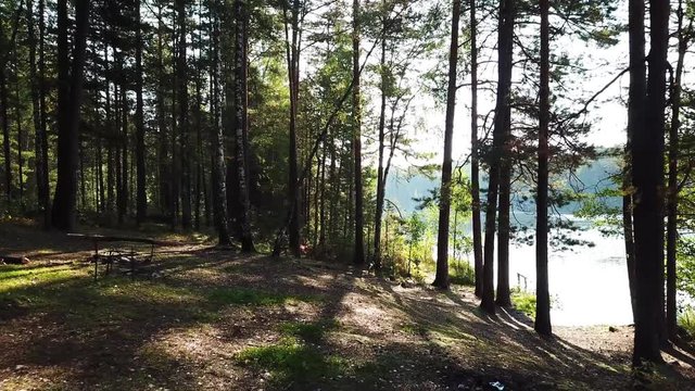 Morning in a pine forest on the shore of Lake Streshno