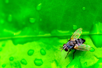 fly on a leaf