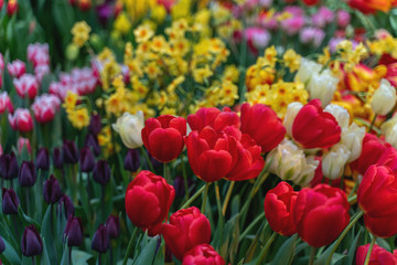 a whole field of tulips of different colors