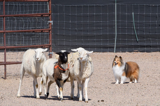 Shetland Sheepdog Herding A Group Of Sheep