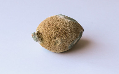 Trend-ugly food. Spoiled lemon with wrinkled and dry peel  and mold on white background closeup isolated. Design for magazine, site, book.