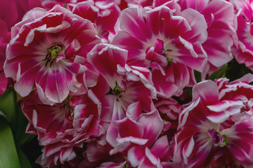 a whole field of tulips of different colors