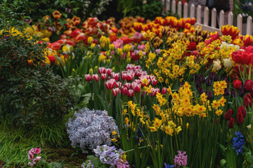 a whole field of tulips of different colors