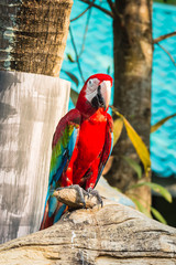 Large and colorful macaw parrot © tum2282
