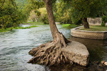 Platane an der Sorgue bei Fontaine-de-Vaucluse