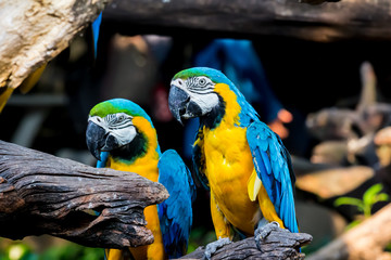 Large and colorful macaw parrot