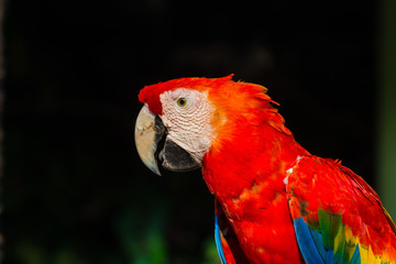 Large and colorful macaw parrot
