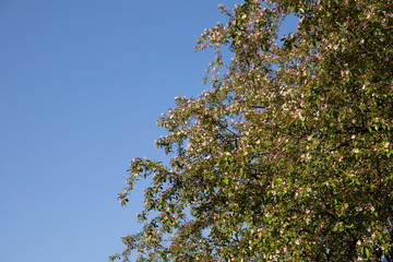 Spring flowers blossom background. Beautiful nature scene with blooming tree.