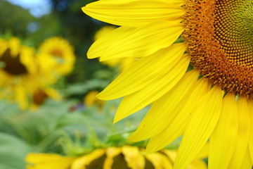 sunflower blossom blooming in tropical nature