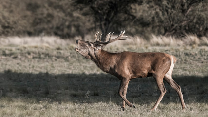 Naklejka na ściany i meble Red deer rut La Pampa, Argentina, Parque Luro Nature Reserve
