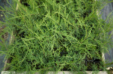 Branches of juniper in pots. Arranged evergreen seedlings to decorate the lawn