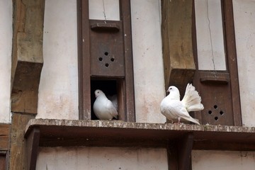Weiße Tauben auf einem Fensterbrett