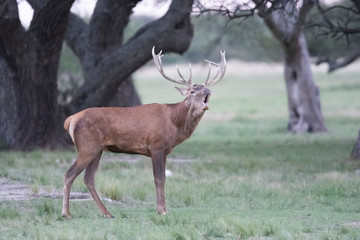 Obraz premium Female Red deer herd in La Pampa, Argentina, Parque Luro Nature Reserve