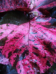 Close-up of tropical, concept texture leaves, abstract purple, nature for background.