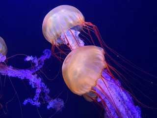 blue jellyfish