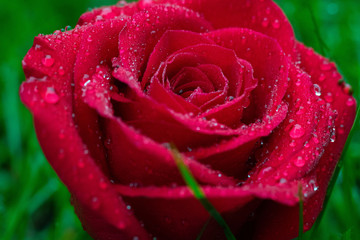 red rose with water drops