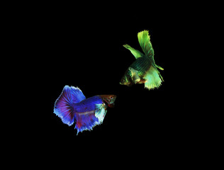 Betta fish fish on dark background 