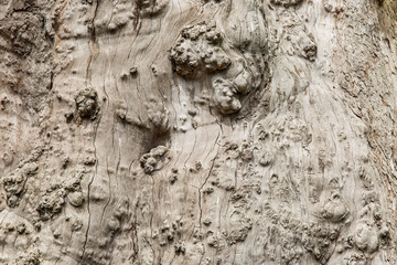 The texture of a thick old tree. Close-up. Background. Space for text.