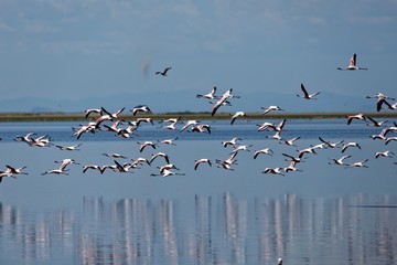Zwergflamingos