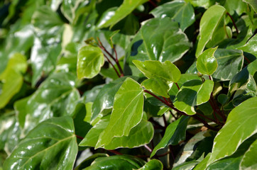 Fototapeta na wymiar bright green ivy close-up