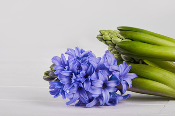 Blooming blue hyacinth flower on a white wooden background, close up. 