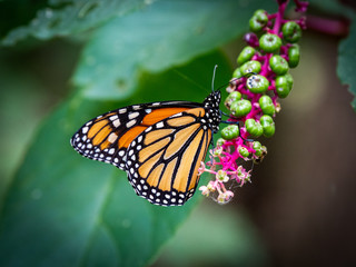 monarch butterfly on flower with red stem and green seeds