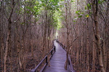 ASIA THAILAND HUA HIN MANGROVE FOREST PARK