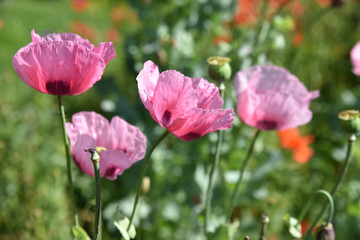 Pavot rose au printemps