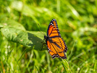 viceroy butterfly resting in grass