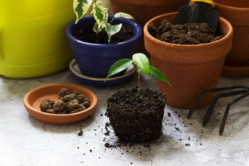 Transplanting ficus benjamin into large pots. Tools and plants on the background of the room.