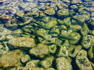 fish in clear water