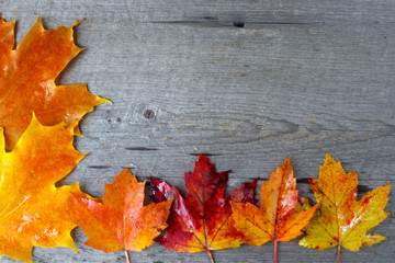 Naklejka na ściany i meble shiny orange autumn maple leaves on rustic wooden 