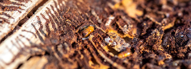 spruce with bark beetle infestation