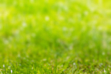 Abstract blurred background of green grass with white bokeh_