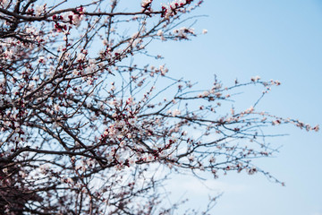 Branches of a blossoming cherry on a background of blue sky