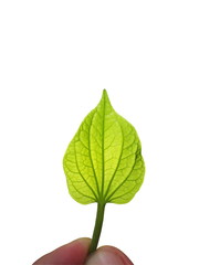 Wildbetal Leafbush, Piper sarmentosum Roxb, Green leaves isolated on white background.
