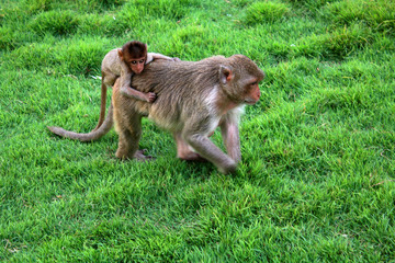 singe en libertédans la ville de lopburi en thaïlande
