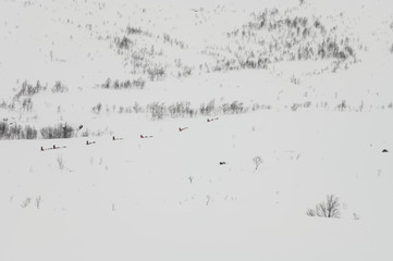 Dog sledding with tourists in Tromsø